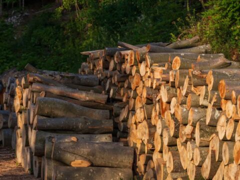Вартість букових та дубових дров на зиму: актуальні ціни 2026 року