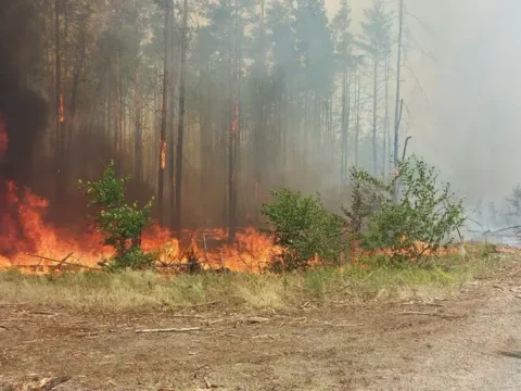Пожежа в Чорнобильській зоні: ДАЗВ запевняє про нормальний радіаційний фон та спростовує зв’язок зі смогом у Києві